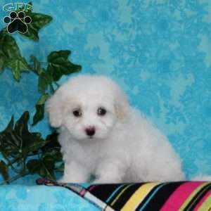 Jeff, Maltipoo Puppy